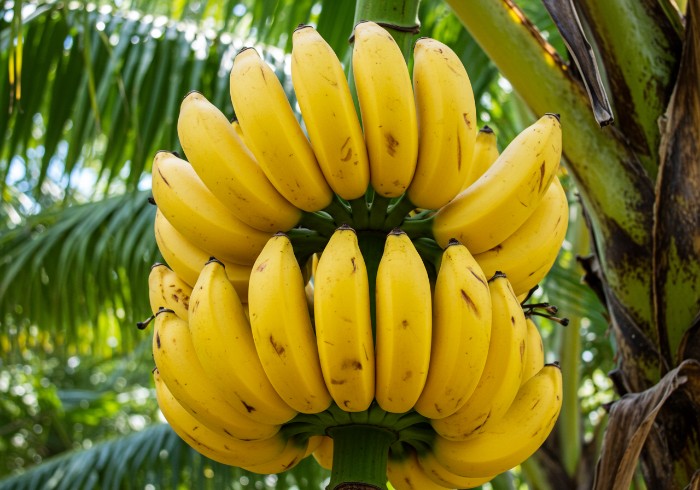 banana-1
